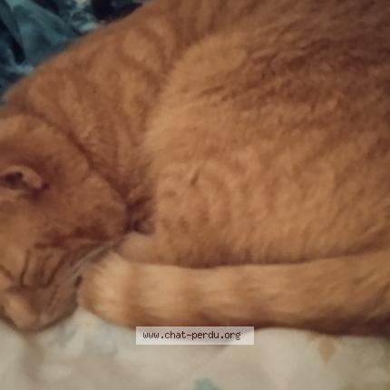 Photo 1/1 Shiriny Chat lost in Meyrin