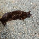 Picture of cat found at Cours