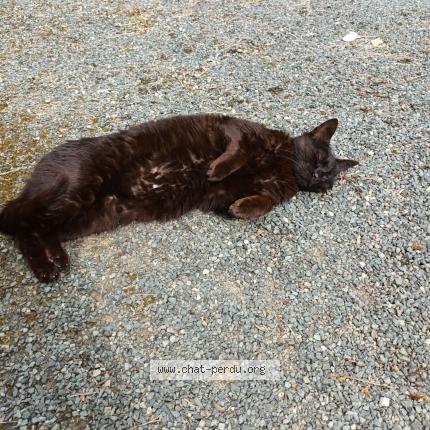 Photo 1/1 Cat reunited Found in Cours