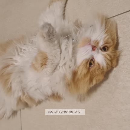 Photo 1/1 Reunited cat Found in Luxembourg