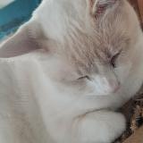 Picture of cat lost at Neulliac