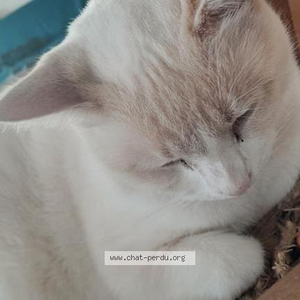 Photo 1/1 Cat reunited Lost in Neulliac