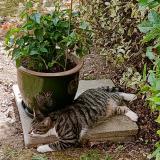 Picture of cat lost at Pleurtuit