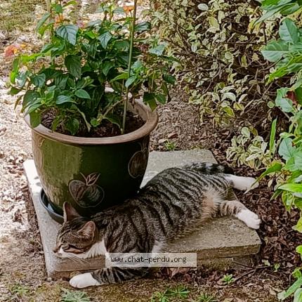 Photo 1/1 Angus Chat lost in Pleurtuit