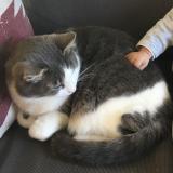 Picture of cat lost at Super Besse