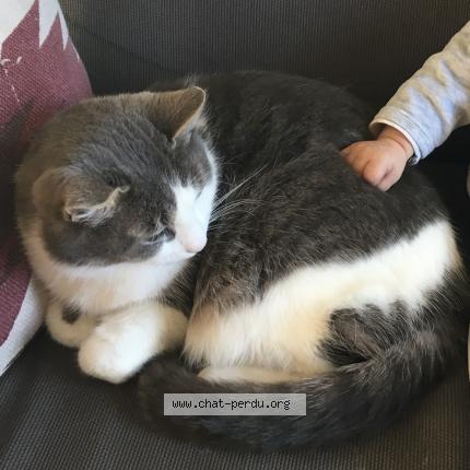 Photo 1/1 Bichette Chat lost in Super besse