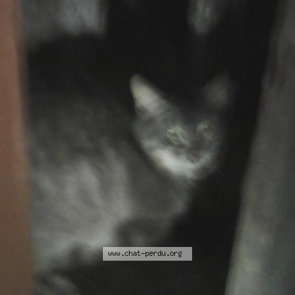 Photo 1/1 Found cat Found in Louerre