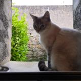 Picture of cat lost at Kersaint Plabennec