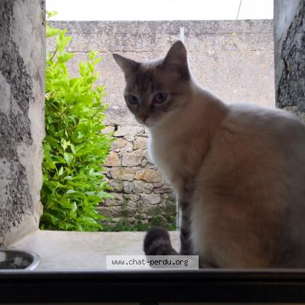 Photo 1/1 Lola Chat lost in Kersaint plabennec