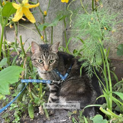Foto 1/1 Kat teruggevonden Vermist in Bruxelles