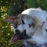 Picture of cat lost at Tourves