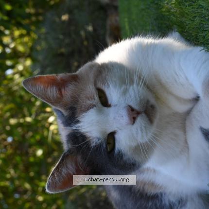 Photo 1/1 Frimousse Chat lost in Tourves