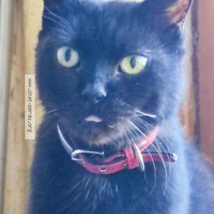 Foto 1/1 Kat teruggevonden Vermist in Montignies Sur Sambre