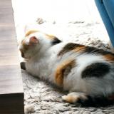 Picture of cat lost at Blanquefort