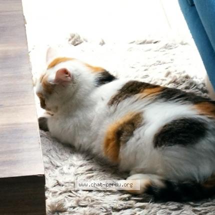 Photo 1/1 Maman Chat lost in Blanquefort