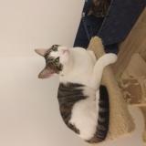 Picture of cat lost at Donnemarie Dontilly