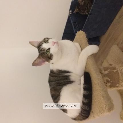 Photo 1/1 KIKI Rose Chat lost in Donnemarie dontilly