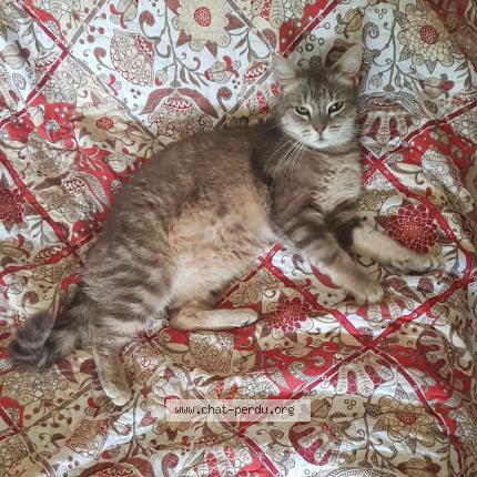 Photo 1/1 Minnie Chat lost in Bethune