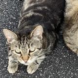 Picture of cat lost at Froideconche