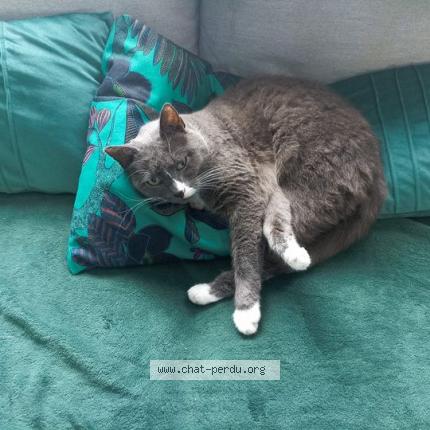 Foto 1/1 Kat teruggevonden Vermist in Liege