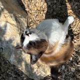 Picture of cat lost at Mornas