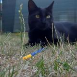 Picture of cat lost at Anstaing