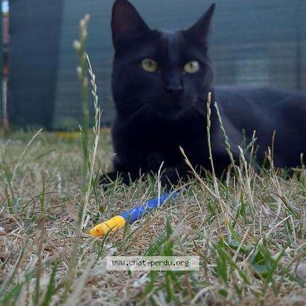 Photo 1/1 Bella Chat lost in Anstaing