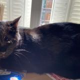 Picture of cat lost at Ales