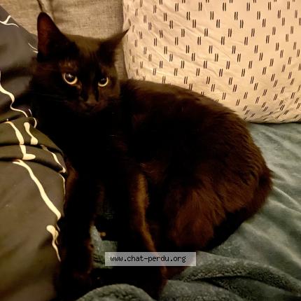 Photo 2/2 Panth&egrave;re Chat lost in Ales