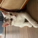 Picture of cat lost at Strasbourg