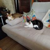 Picture of cat lost at Coulaures