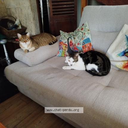 Photo 1/1 Junior Chat lost in Coulaures