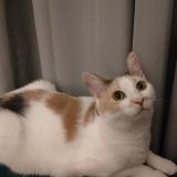 Picture of cat lost at Nantes