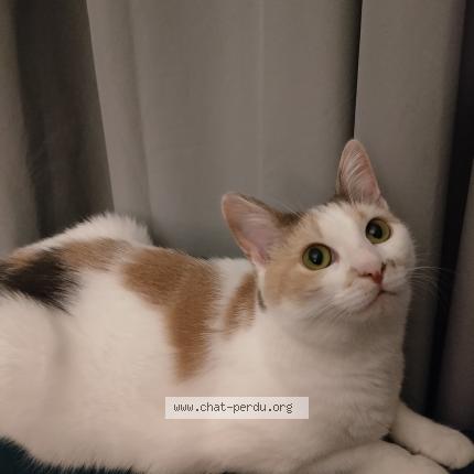 Photo 1/1 Pepitq Chat lost in Nantes