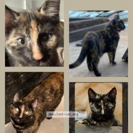 Photo 1/1 Nala Chat lost in Old reynella