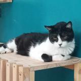 Picture of cat lost at Chalou Moulineux