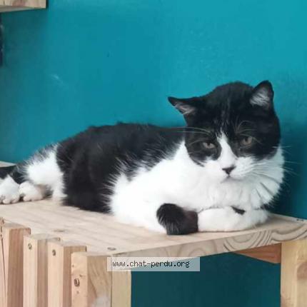 Photo 1/1 Cat reunited Lost in Chalou moulineux