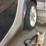 Picture of cat lost at Strasbourg