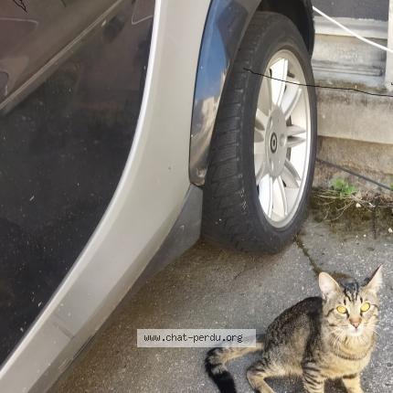 Photo 1/1 Cat reunited Lost in Strasbourg