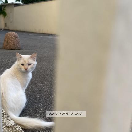 Photo 1/1 Diadia Chat lost in Valence