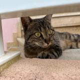 Picture of cat lost at Gland