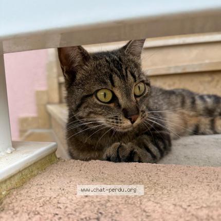 Photo 1/1 Sofaïa Chat lost in Gland