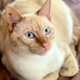 Picture of cat lost at La Neuve Grange