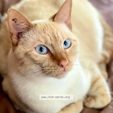 Photo 1/1 Socrate Chat lost in La neuve grange