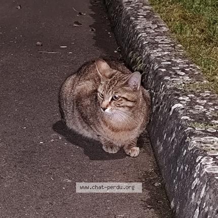 Photo 1/1 You two Chat lost in Chagny