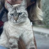 Picture of cat lost at Realville