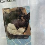 Picture of cat lost at Laeken