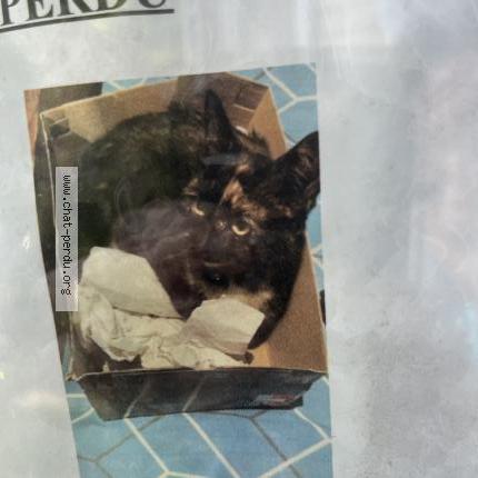 Photo 2/2 Kiara Chat lost in Laeken