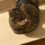 Picture of cat lost at Feigeres