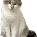 Picture of cat lost at Wimille